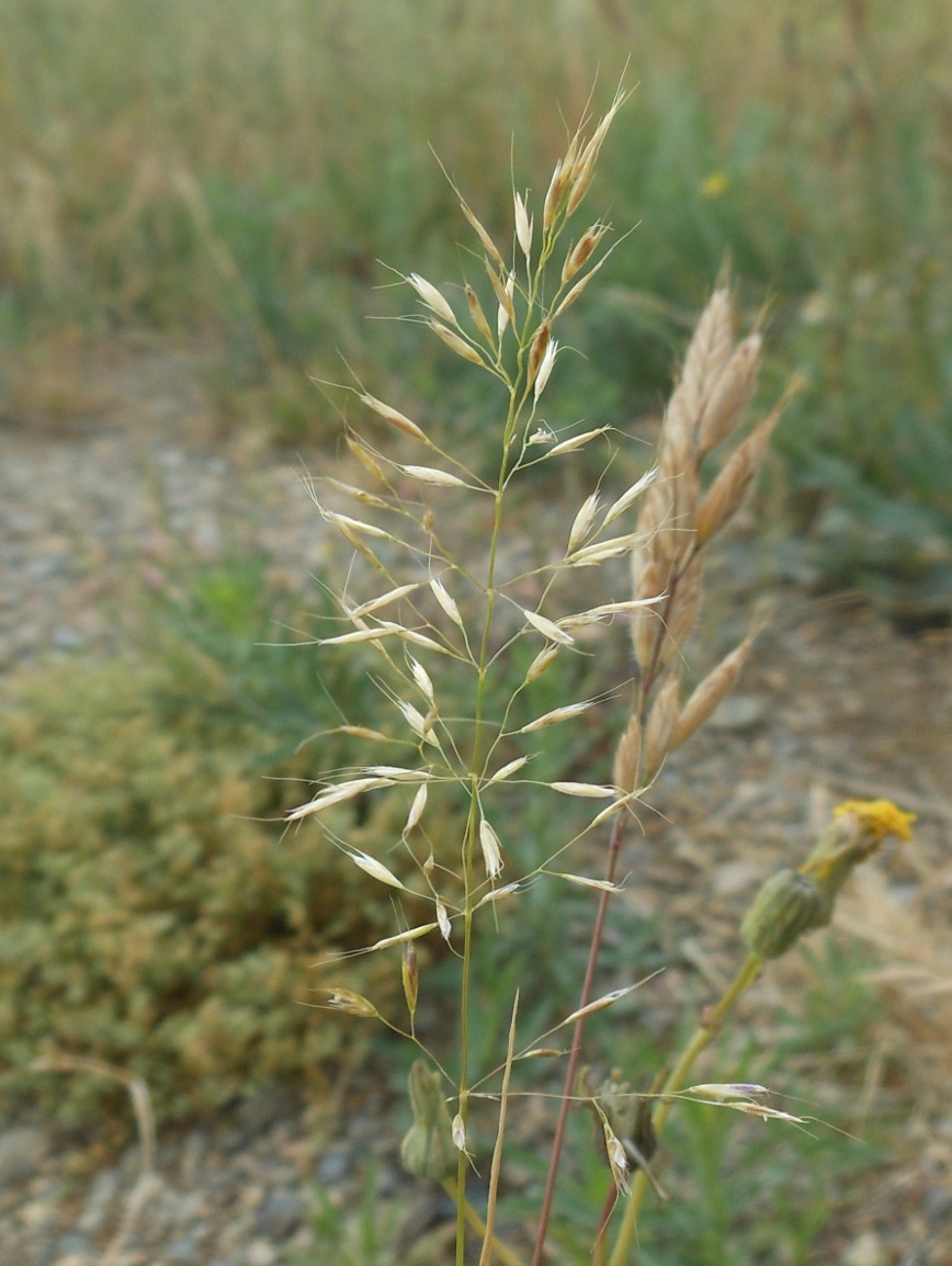 Trisetum flavescens (L.) P. Beauv.